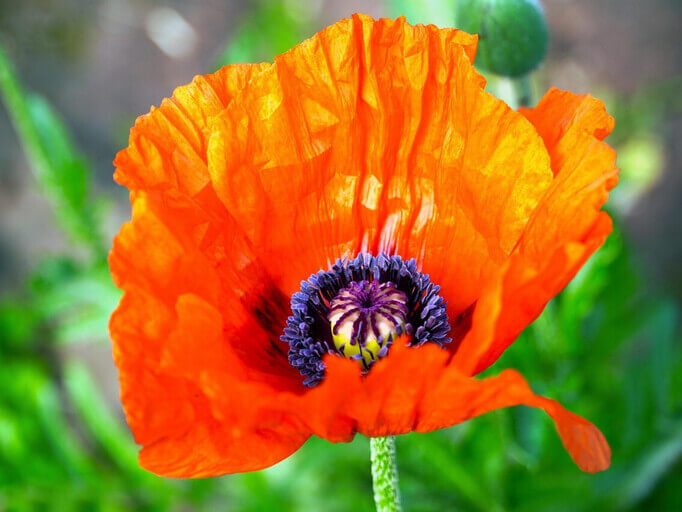 Prachtvolle orange-rote Mohnblume mit vibrantem lila Zentrum